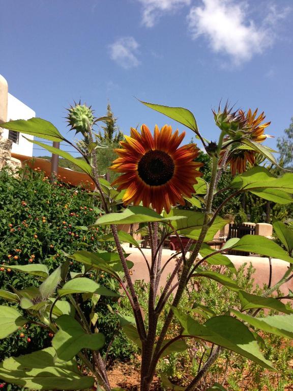 Agroturismo Xarc Santa Eularia des Riu Exteriör bild